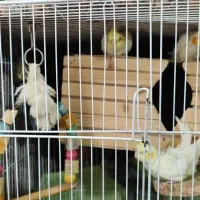 جوجه عروس هلندی