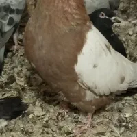 کله سورخ  شهرستانی