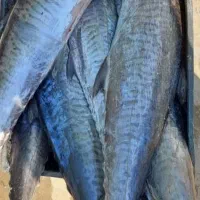 ماهی ومیگو|خوردنی و آشامیدنی|جهرم, |دیوار