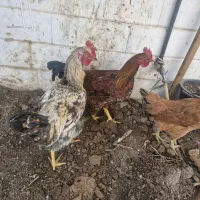 دوعدد خروس ویک عددمرغ خونگی سالم|حیوانات مزرعه|قم, چهار امامزاده|دیوار