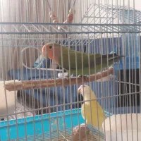 طوطی برزیلی|پرنده|هشتگرد, شهرک المهدی|دیوار