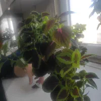 گل حسن یوسف درحال رشد