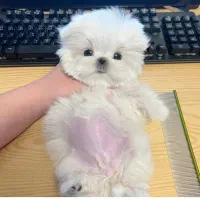 پوومالتی فنجونی