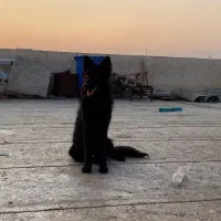 ژرمن بلک نر|سگ|تهران, اسکندری|دیوار