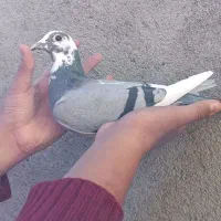 کبوتر پلاکی