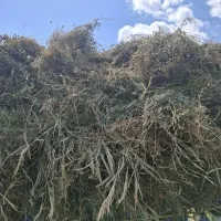 یونجه خالص
