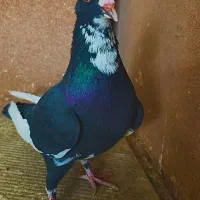 ماده پلنگ کوسه عطیقه