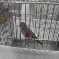 ماده کرمونی اماده