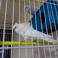 مرغ عشق فر خوش رنگ|پرنده|شهرکرد, |دیوار