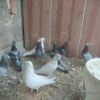 کبوتر شهرستانی|پرنده|یزد, |دیوار