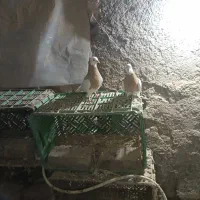 کفتر پرشی|پرنده|نیشابور, مازول|دیوار