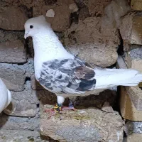 سه تا نر خوشونه