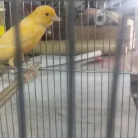 قناری نر سفت خون