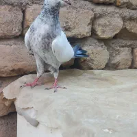 جوجه کبوتر|پرنده|قم, چهل درخت‎|دیوار