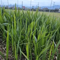 نشاریشه لخت فونیکس کرتی     فروش فوری