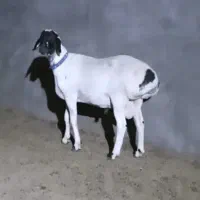 بره نر قوچی و ماده داشتی چینی قندوزی تربت جام|حیوانات مزرعه|بیرجند, |دیوار