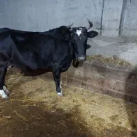 فروش گاو محلی|حیوانات مزرعه|فریم, |دیوار