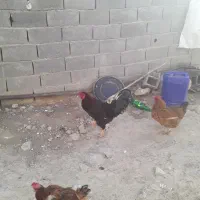 خروس محلی