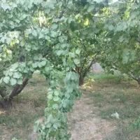 باغچه-350متری-لم-اباد