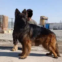 ژرمن شپهرد جستجوگر و همه کاره