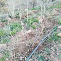 گاوداری نیمه کاره