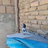 کفتر یا کبوتر