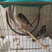 خوشگل مینا|پرنده|رشت, معلولین|دیوار