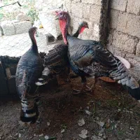 بوقلمون|حیوانات مزرعه|بندر گناوه, |دیوار