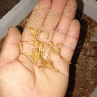 کرم میلورم زنده و خشک ...