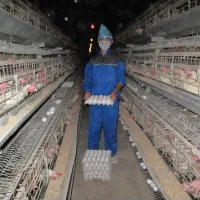 نیازمند کارگر مرغداری تخم گذار