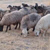 شیشک و میش|حیوانات مزرعه|شیراز, محمدیه|دیوار