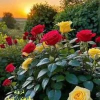 زمین سوران فرح اباد ۱۱