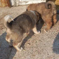 واگذاری چندغلاده تولسگ قدرجونی وسراب اصل|سگ|رشت, بلوار گیلان|دیوار