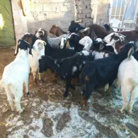 ۱۸عدد بزغاله ماده آبستن و یه دانه بزغاله نر