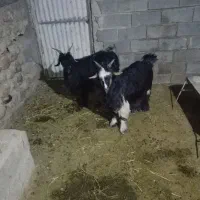 چهارتا بز درجه یک