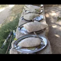 عسل کوهی وحشی