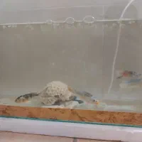 ماهی کویی کوی