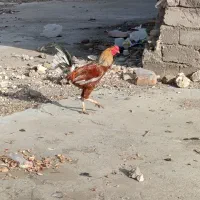 خروس لاری جوان