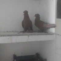 کبوتر رواعب تعویض با ماده|پرنده|قم, شاه سید علی|دیوار