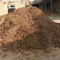 گاوشیری به همراه گوساله|حیوانات مزرعه|خوی, |دیوار