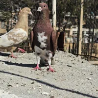 کبوتر شهری سرخ نر