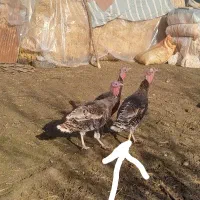 بوقلمون زنده