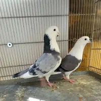 کبوتر کفتر چند جفت عالی|پرنده|فردیس, قریشی|دیوار