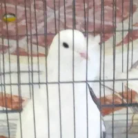 فروش یک جفت کبوتر دوکت