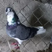 کفترپرشی شمرونی|پرنده|رباط‌کریم, |دیوار
