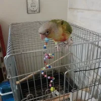 گیرینچیک|پرنده|قم, هنرستان|دیوار