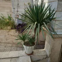 درختچه یوکا چند شاخه|گل و گیاه طبیعی|تهران, هفده شهریور|دیوار