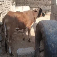 گوساله