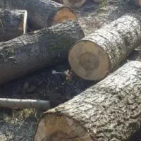 خرید وبرش دست مزد انواع درخت وچوب صنوبر بید و میوه|خدمات باغبانی و درختکاری|اهر, |دیوار