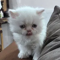 واگذاری بچه میکس هیمالین وبریتیش|گربه|مشهد, نوید|دیوار